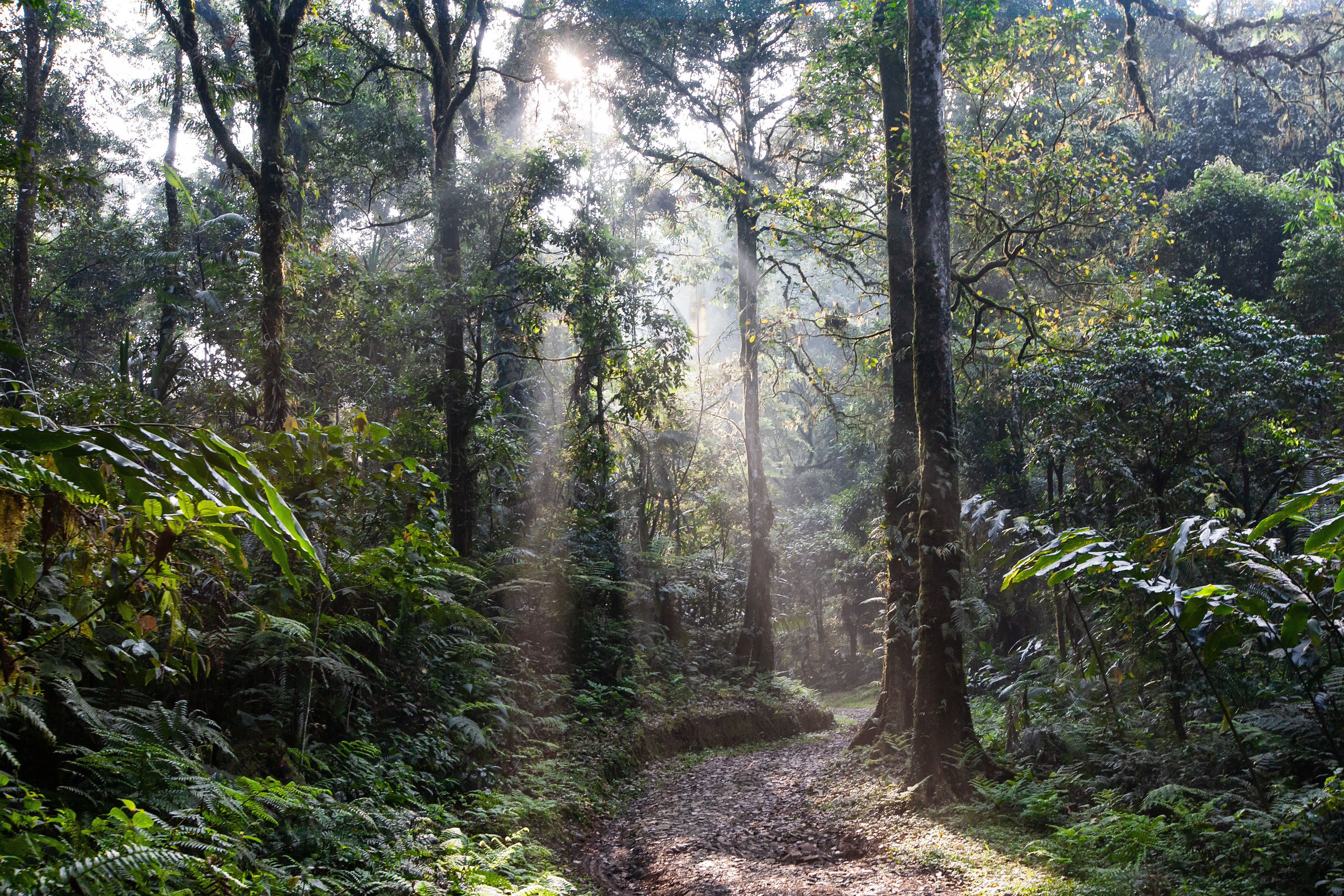 Photomontage d'insertion paysagère d'un chemin arboré